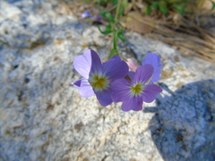 Malcolmia maritima