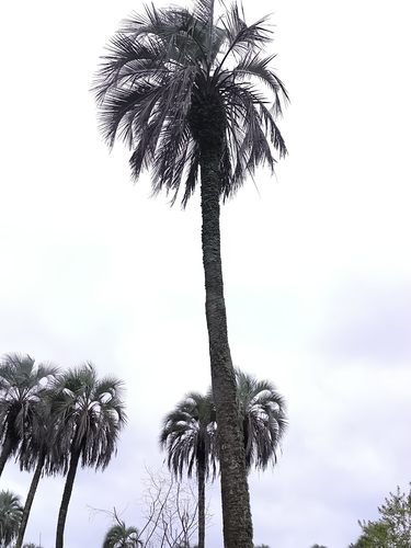 yatay palm (Butia yatay)