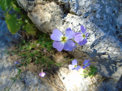 Malcolmia maritima