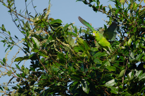 Cobalt-rumped Parrotlet