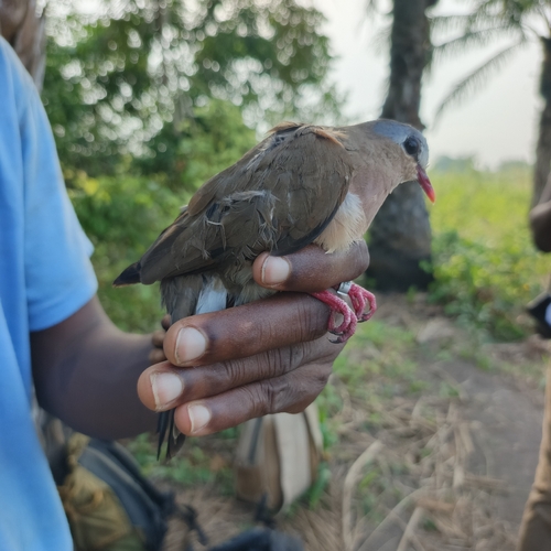 Blue-spotted Wood-Dove