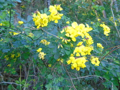 Hippocrepis emerus emeroides