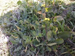 Raphanus raphanistrum