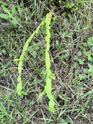 Carqueja (Baccharis trimera)