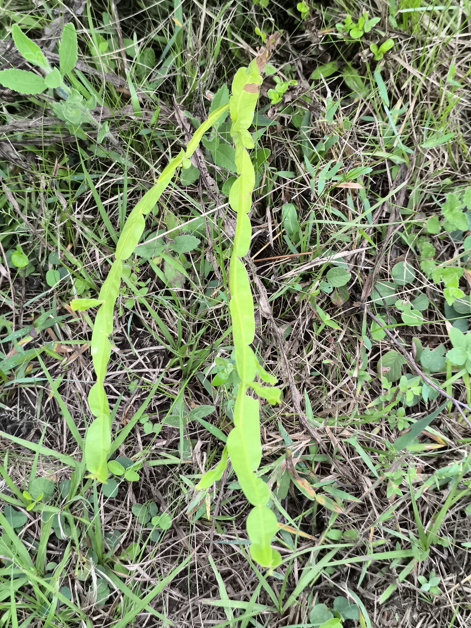 Carqueja (Baccharis trimera)