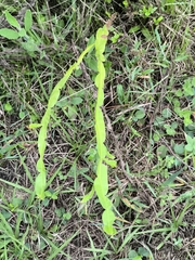Carqueja (Baccharis trimera)