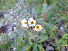 Alkanna corcyrensis