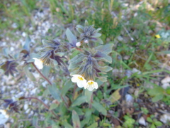 Alkanna corcyrensis