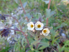 Alkanna corcyrensis
