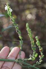 Justicia wynaadensis