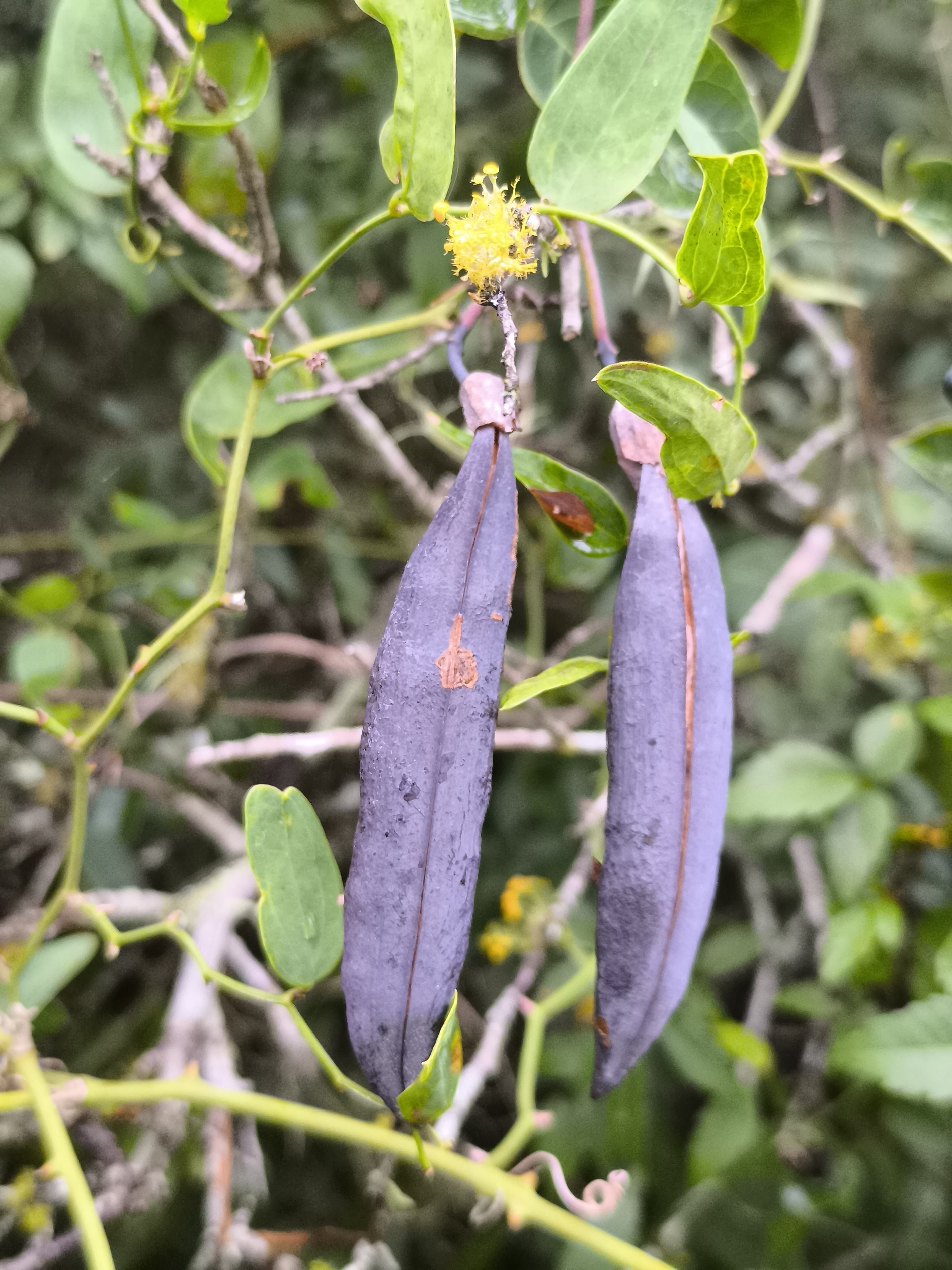 Dolichandra cynanchoides