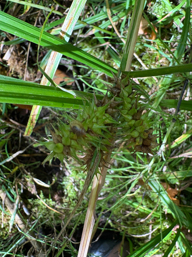 retrorse sedge (Carex retrorsa)