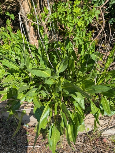 Broadleaved Pepperweed (Lepidium latifolium)