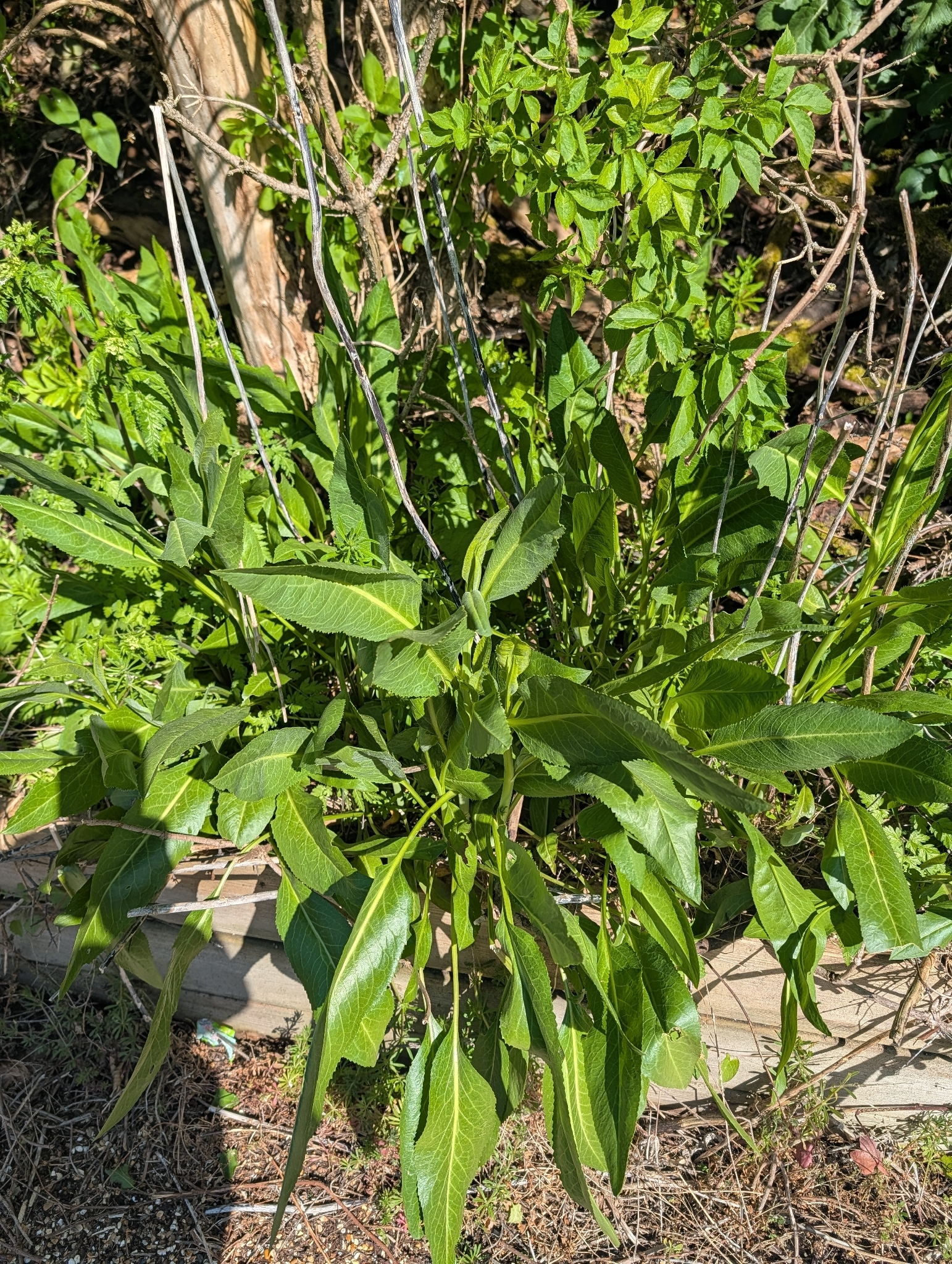 Broadleaved Pepperweed (Lepidium latifolium)