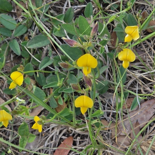 Rabbitbells (Crotalaria rotundifolia)