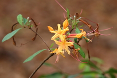 Rhododendron austrinum