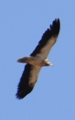 Neophron percnopterus