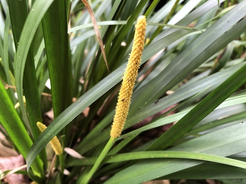 Grassleaf sweet flag (Acorus gramineus)