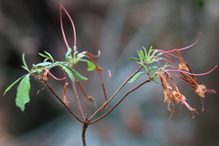 Rhododendron austrinum