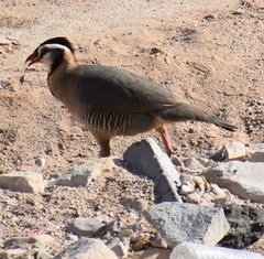 Alectoris melanocephala