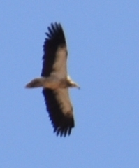 Neophron percnopterus