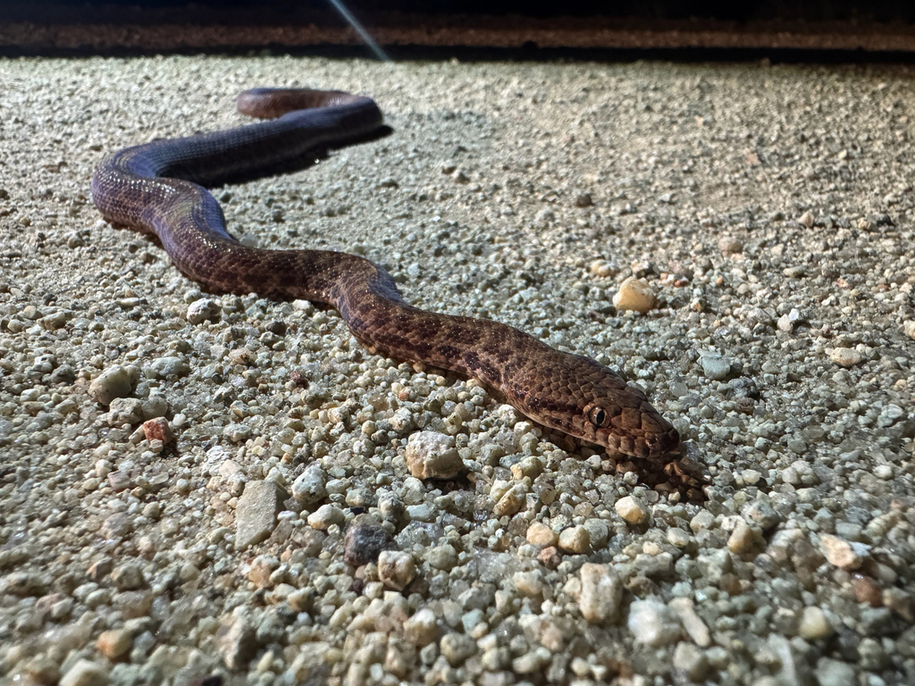 Pygmy Python Head Pygmy Python in April 2026 by Redbeardbirder · iNaturalist