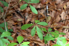 Rhododendron austrinum
