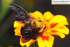 Xylocopa appendiculata