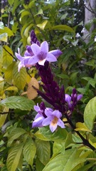 Phlogacanthus turgidus