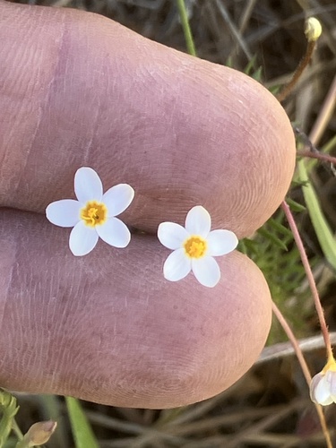 variable linanthus (Leptosiphon parviflorus)