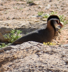Alectoris melanocephala