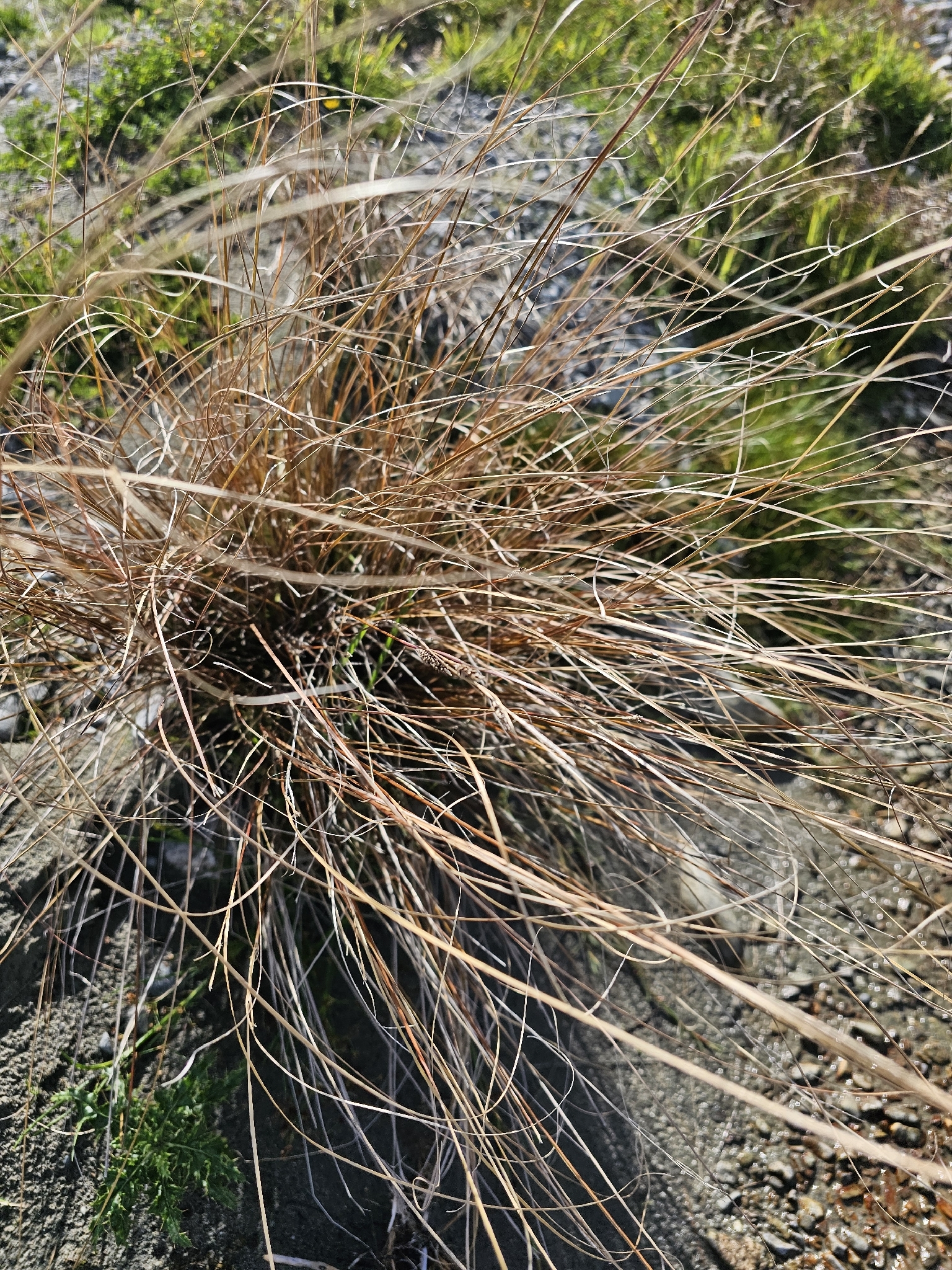 Imagem de Carex buchananii