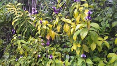 Phlogacanthus turgidus