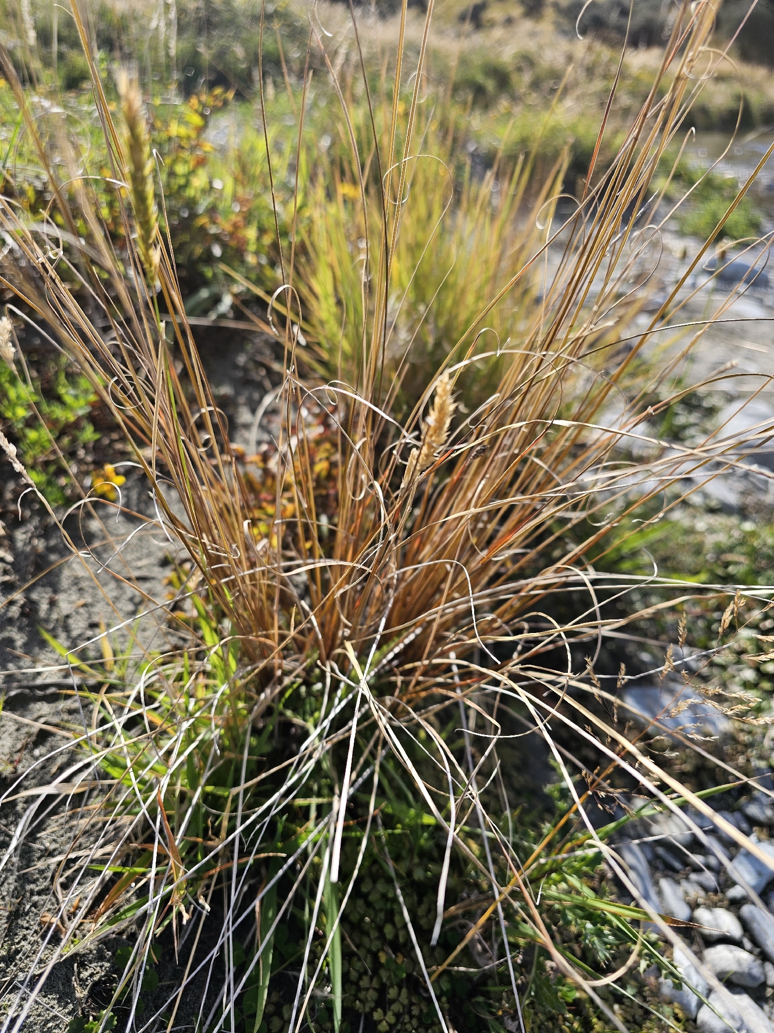 Imagem de Carex buchananii