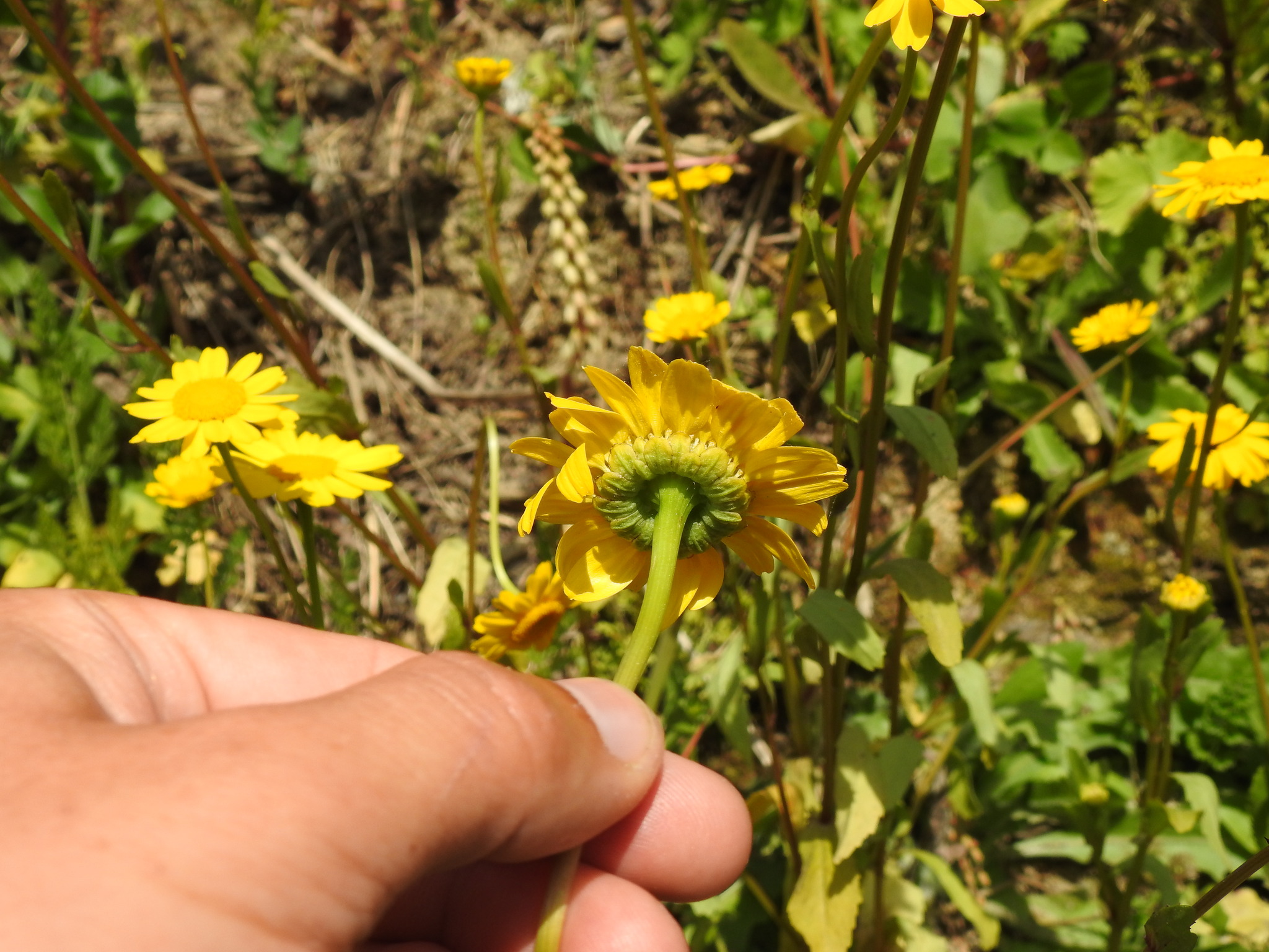 Coleostephus Myconis (Coleostephus myconis)