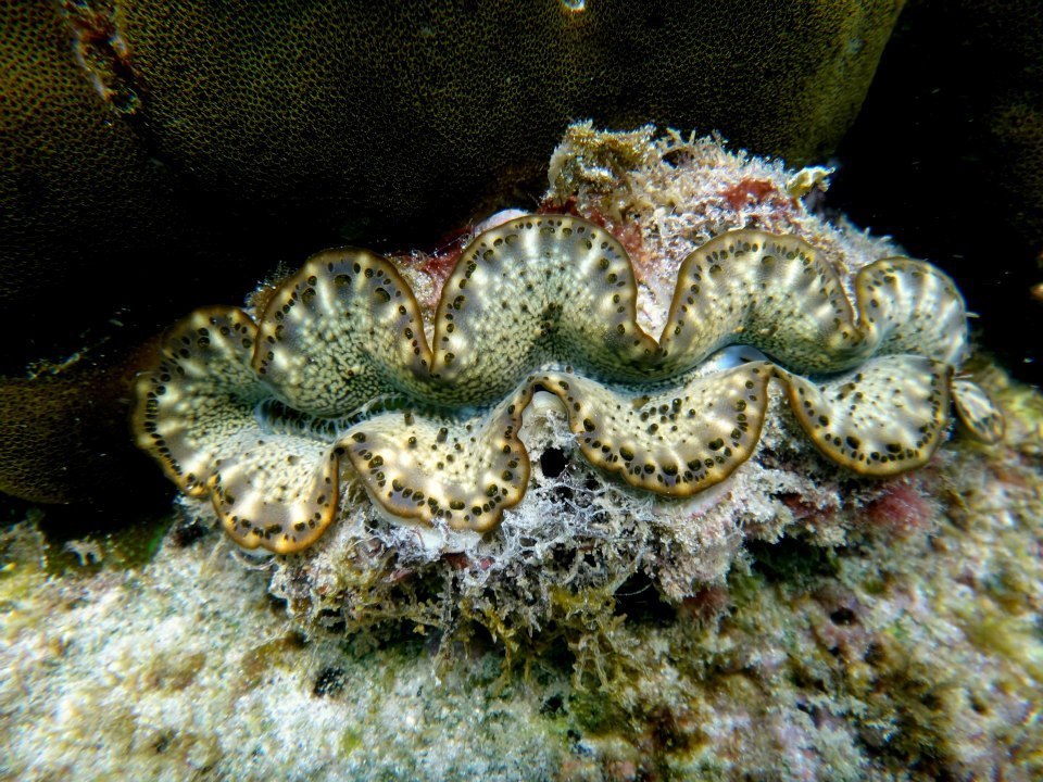 Bénitier maxima (Tridacna maxima)