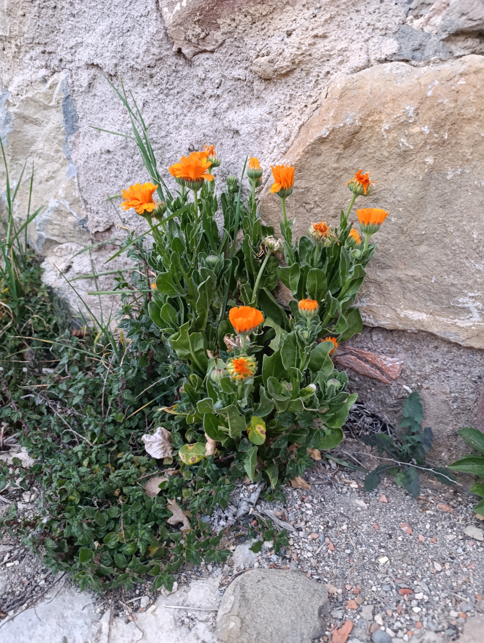 Pot Marigold (Calendula officinalis)