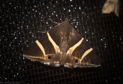 Grammodes oculicola