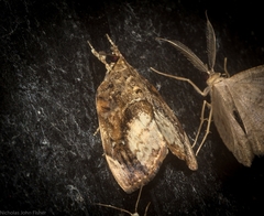 Crocidolomia suffusalis