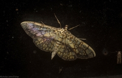 Haritalodes obliqualis