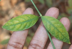 Justicia wynaadensis