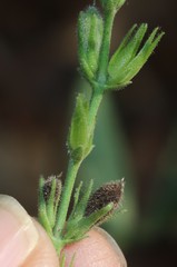 Justicia wynaadensis