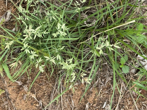 Red Lovegrass (Eragrostis secundiflora)