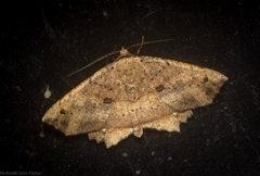 Polyacme subpulchra