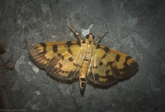 Pardomima pompusalis