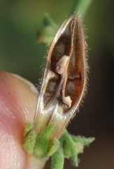 Justicia wynaadensis