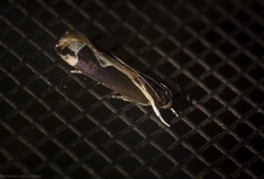 Chaliniastis astrapaea