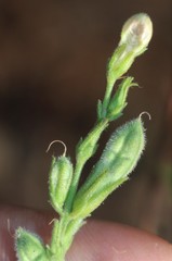 Justicia wynaadensis