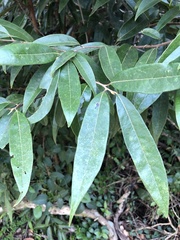 Licaria parvifolia
