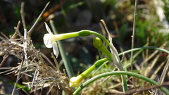 Narcissus dubius